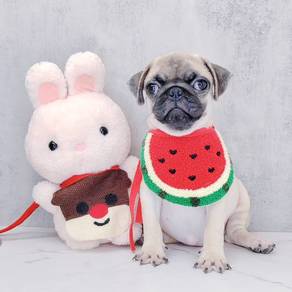 Pug