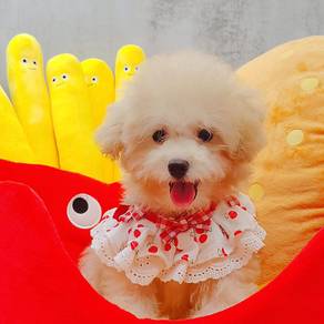 Maltipoo