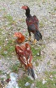 ayam sabung