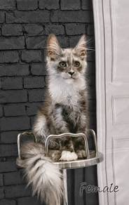 S8 Maine Coon