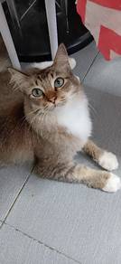 Kucing untuk tuan baru