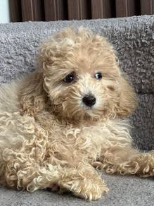 Cute & adorable Maltipoo puppies available!