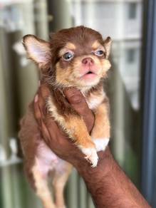 Chihuahua 