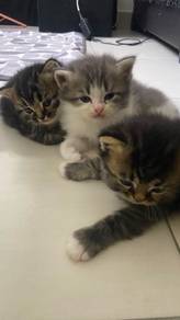 Kittens For Adoption 🐱💕