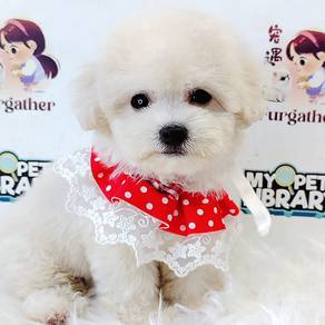 Poodle