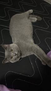 BSH for rehome