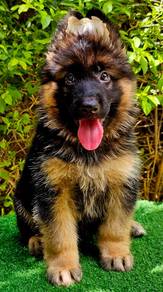 GERMAN SHEPHERD PUPPIES GSD192🐻 Good structure