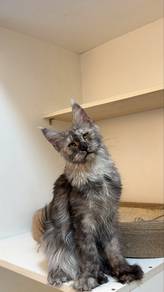 Mainecoon