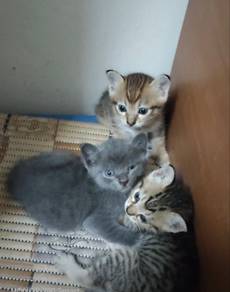 Anak Kucing Comel