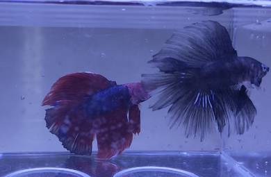 Betta Fish Ikan Laga Double tail