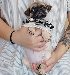 Pug