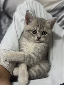 bsh kitten