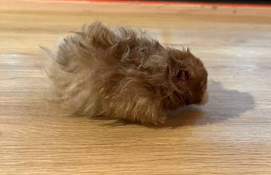 Big Bone Hamster Untuk Dijual !!