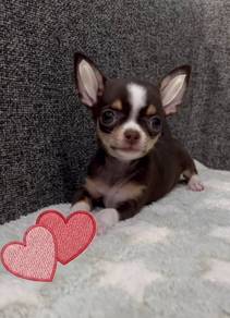 CHIHUAHUA PUPPIES VIP44🌷Head Apple Cute Dog