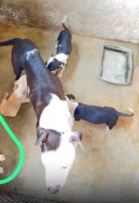 American pitbull puppies for sale