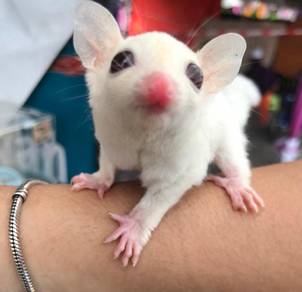 sugar glider offer