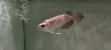 Arowana Mg King