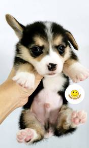 CC333 Welsh Corgi tri color coated puppy