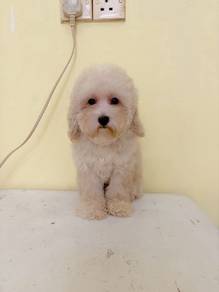 Maltipoo