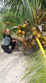 Benih kelapa Matagf2 HIJAU / sgg cn16
