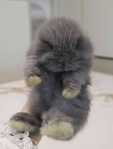 ANGORA BABY RABBITS AG152 New Born