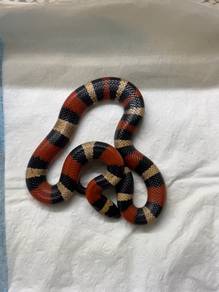 puebelan milk snake (Apricot)