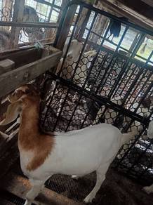 kambing untuk di jual