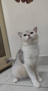 BSH Silver