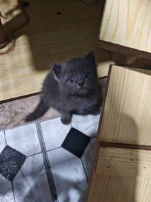 kitten bsh direhome