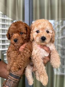 Cavapoo17