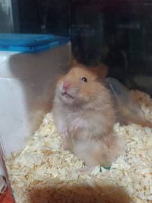 Syrian Hamster