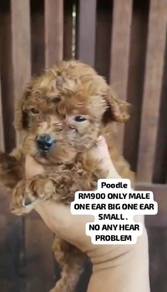 red poodle 