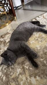 bsh
