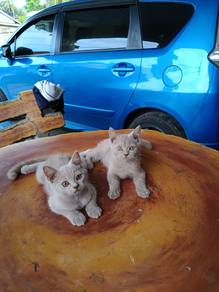 Kucing BSH Male Lilac utk Rehome 