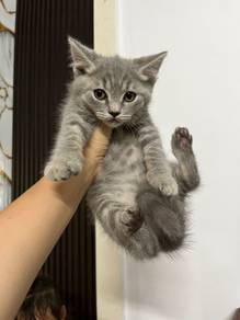 Bsh