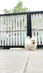 4 months++ Bichon male