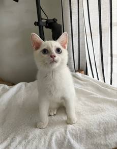 White British Shorthair