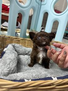 Chihuahua p
