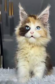 kitten mainecoon cat 