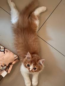 kucing parsi