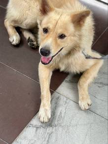 Free Adoption
