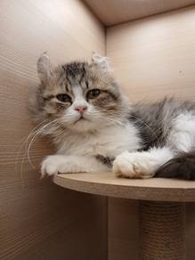 American Curl 