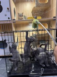 kitten Pure British Short Hair