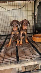 Doberman puppies with MKa cert
