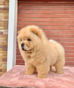 Chow Chow