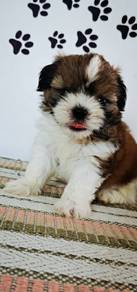 shihtuz puppy 