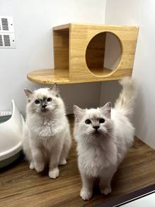 Ragdoll