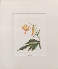 PromoRM100 Tiger Lilies – Botanical Art Promo 🔥🌸