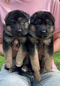 German Shepherd
