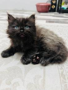 Kitten for rehome with fee